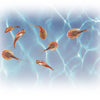Prehistoric Sea Monsters - Smithsonian