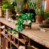 Hanging Golden Pothos - LEGO® Botanicals Collection - 11512